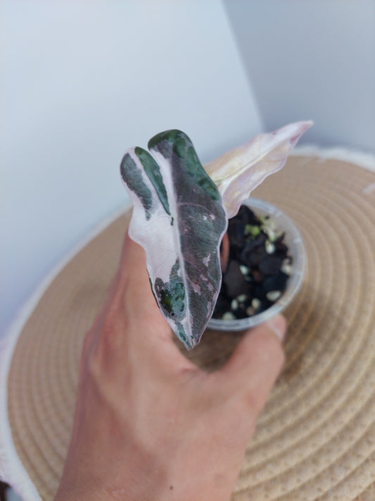 Alocasia Nobilis Pink Variegated 1