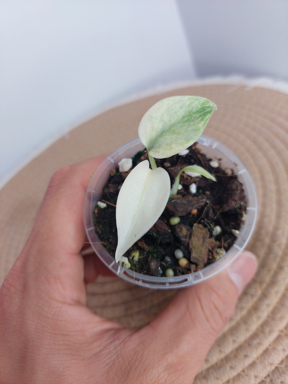 Monstera Full Mint 1