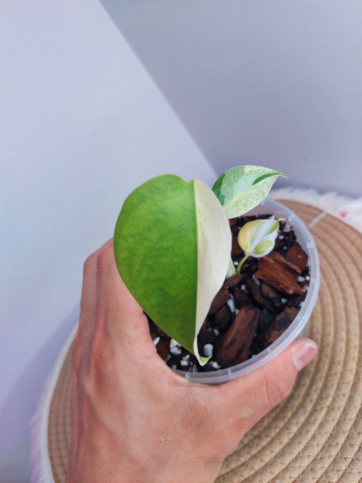 Monstera Jungle Mint 1