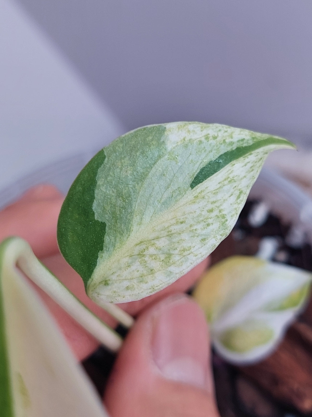 Monstera Jungle Mint 1