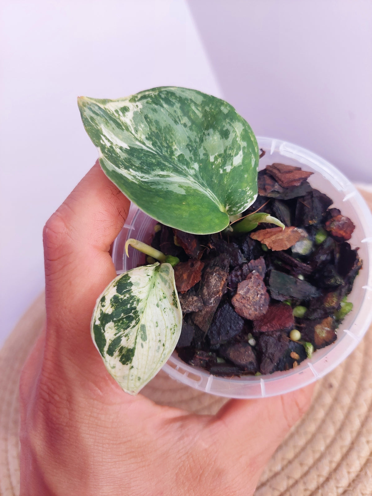 Scindapsus Silver Cloud Variegated #1