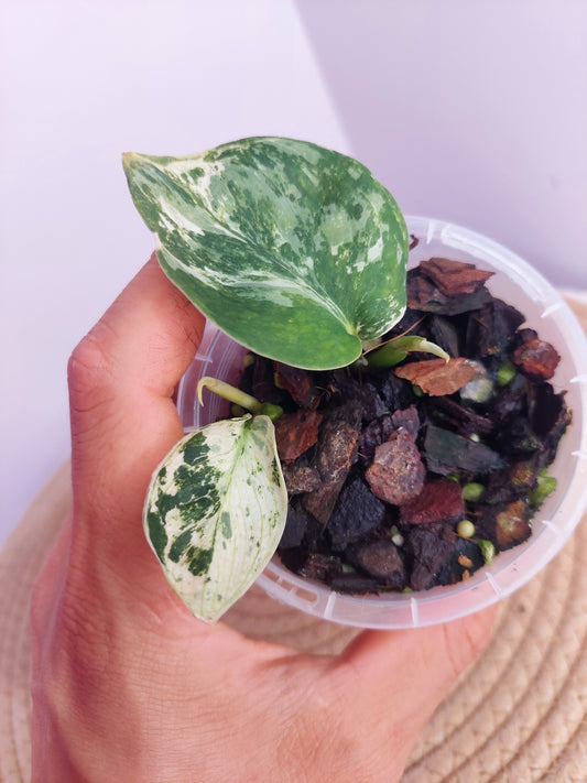 Scindapsus Silver Cloud Variegated #1