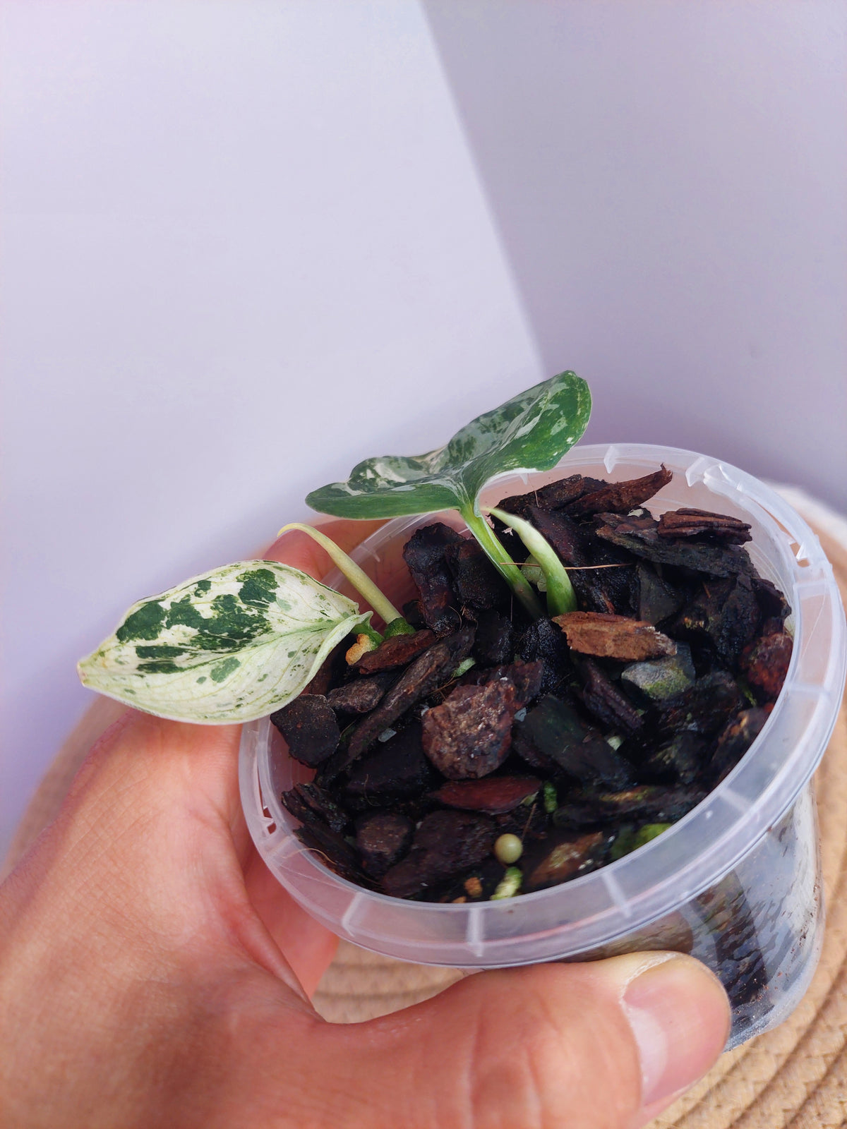 Scindapsus Silver Cloud Variegated #1