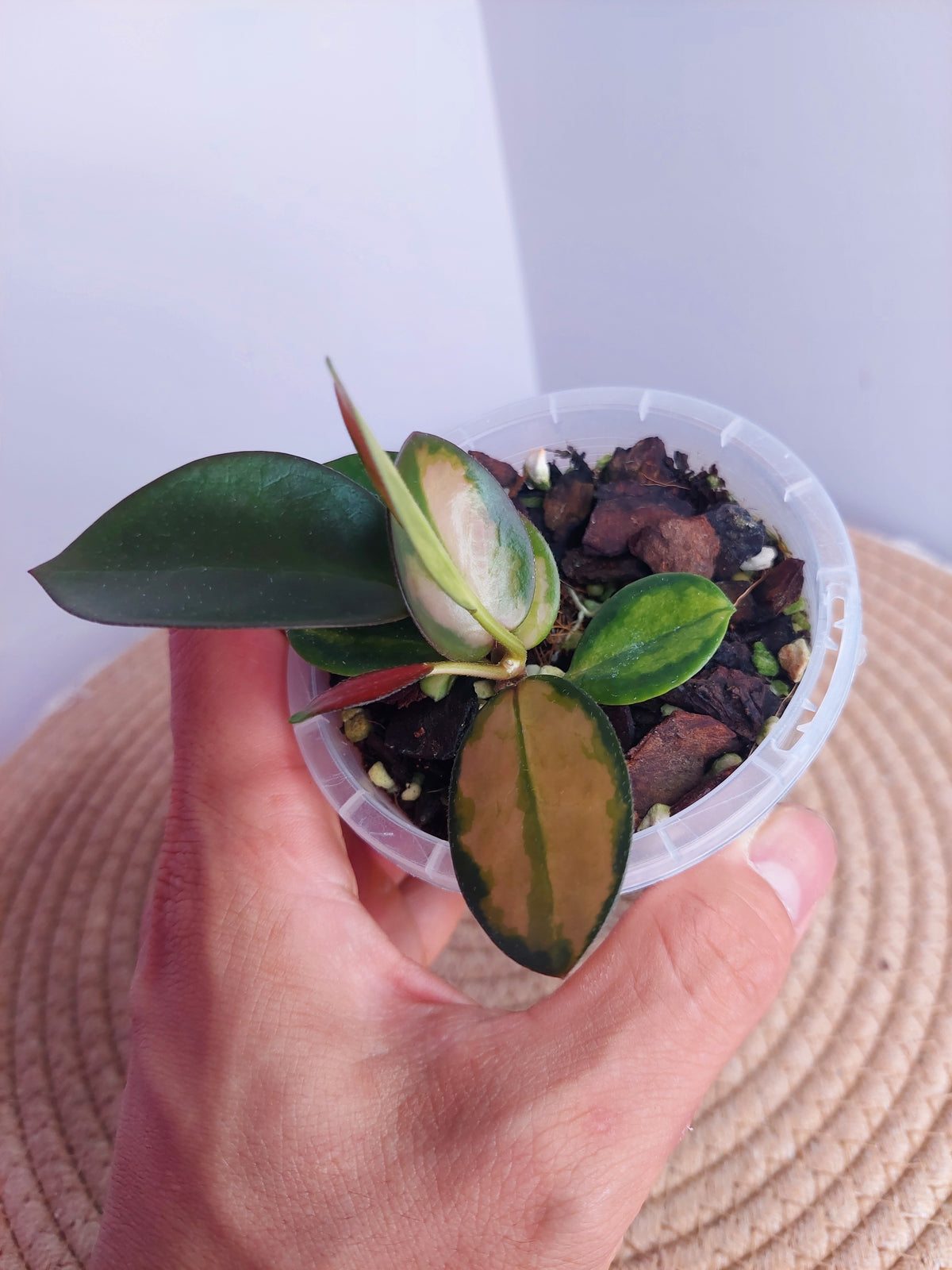 Hoya Australis Lisa #1