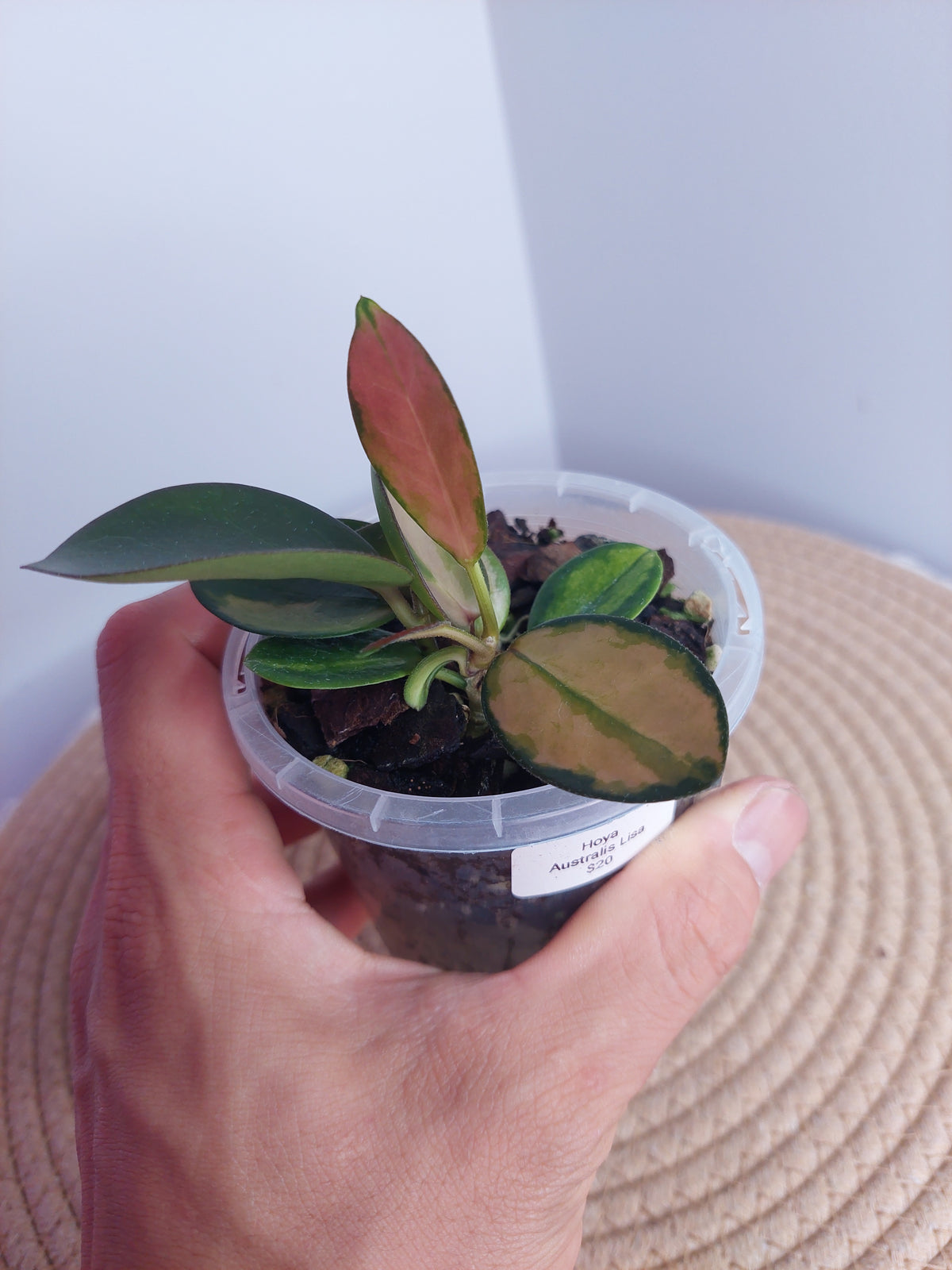 Hoya Australis Lisa #1