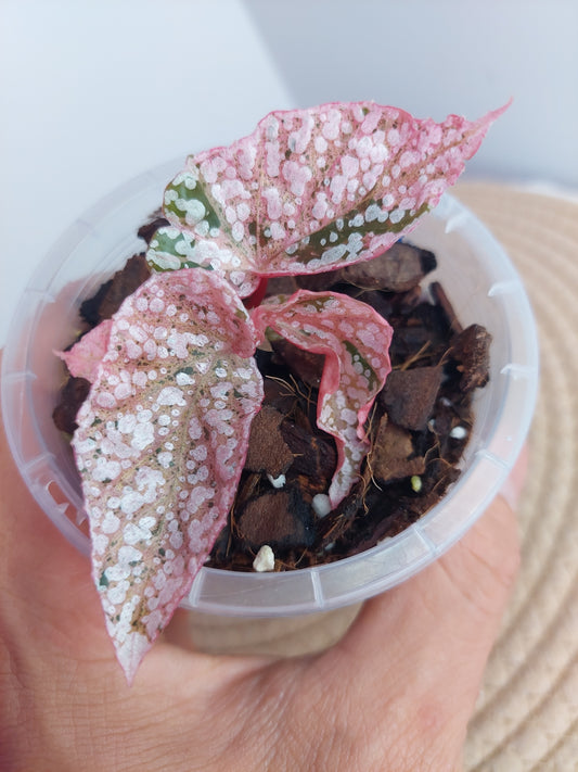 Begonia Snow Capped Variegated #1