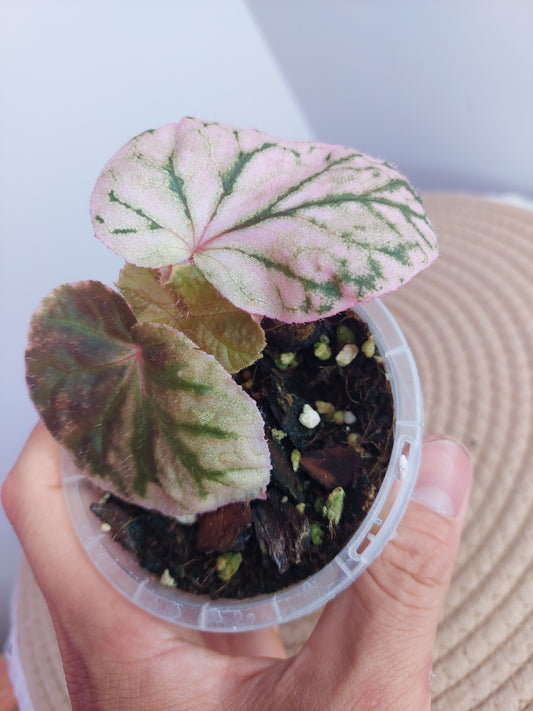 Begonia Midnight Sun #1