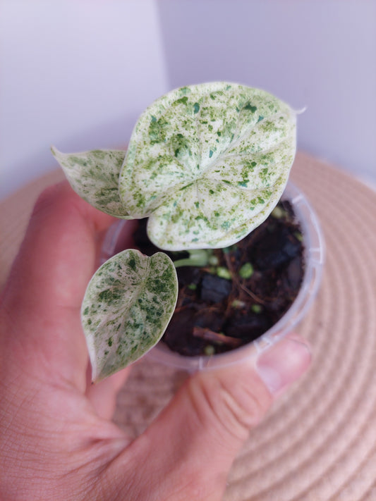 Alocasia Dragon Scale Mint #3