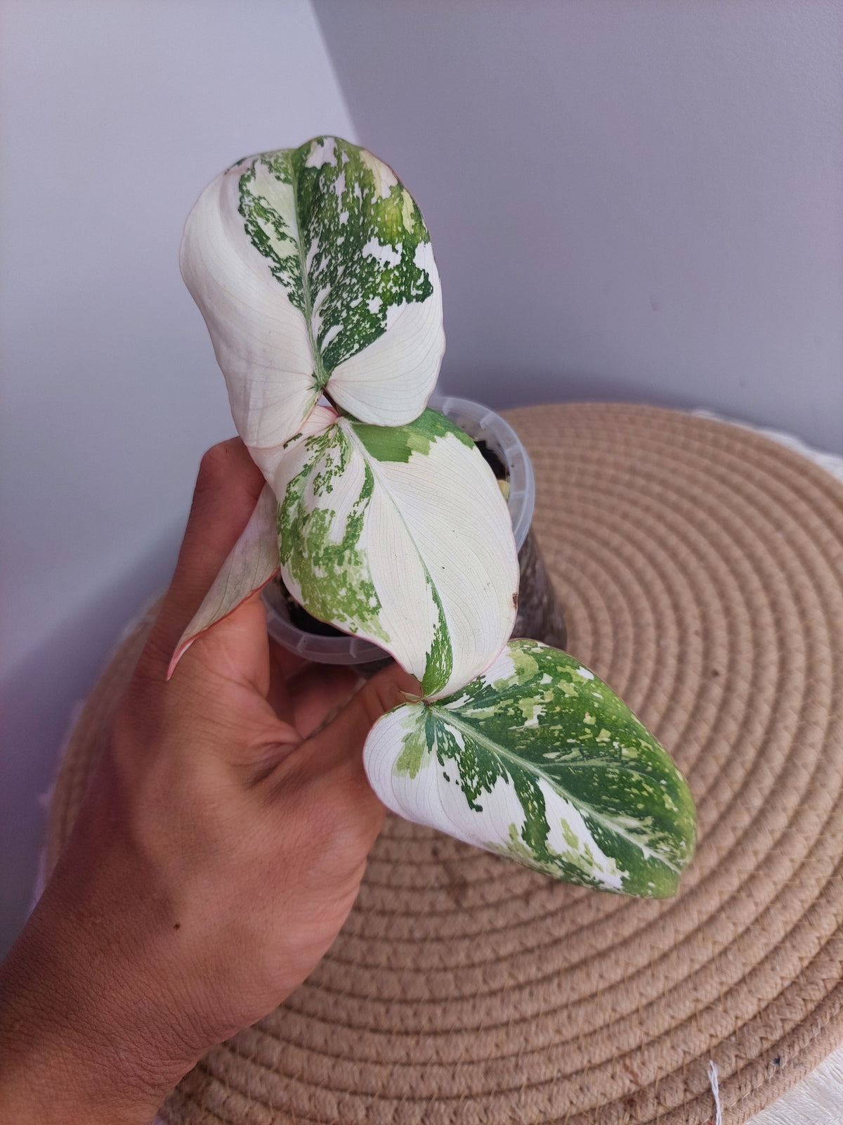 Philodendron Gloriosum Variegated #1