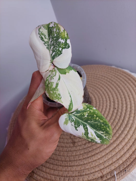 Philodendron Gloriosum Variegated #1