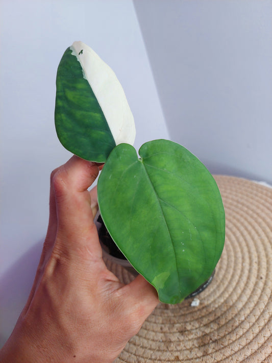 Syngonium Chiapense Variegated #1