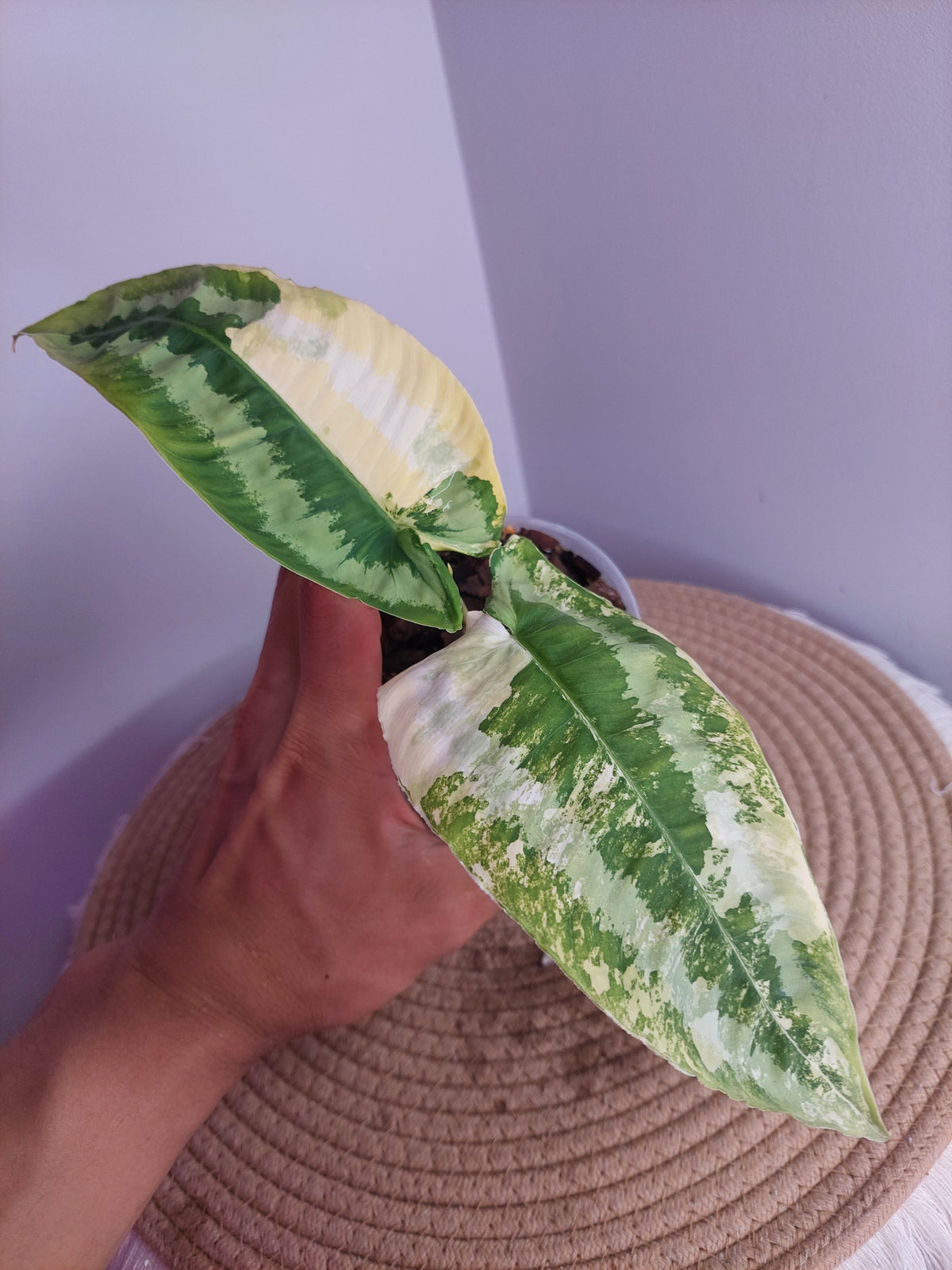 Schismatoglottis Wallichii Variegated #1