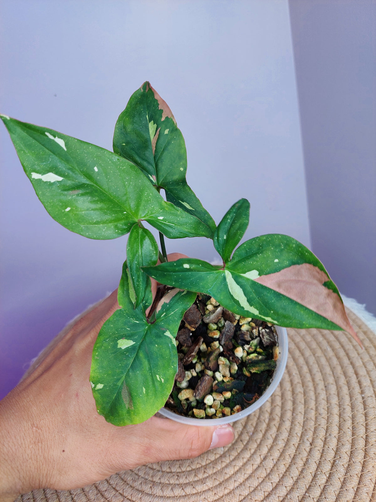 Syngonium Red Spot Tricolour 1