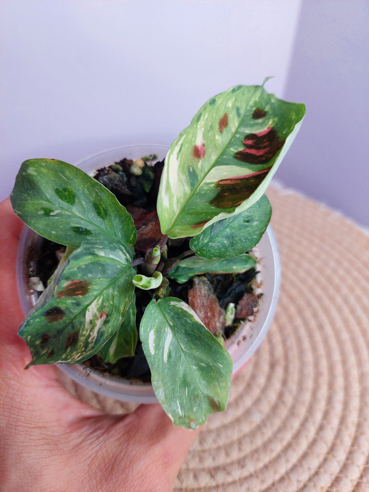 Maranta Variegated (Prayer Plant) 1