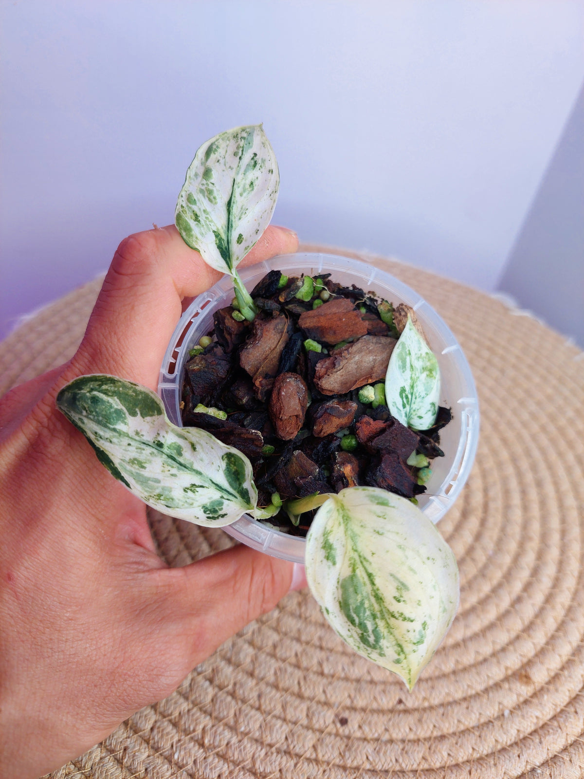 Scindapsus Silver Cloud Variegated 1