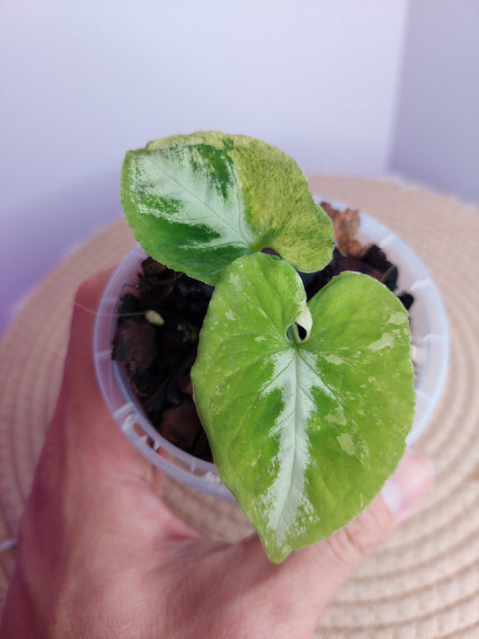 Syngonium Scrambled Eggs 1