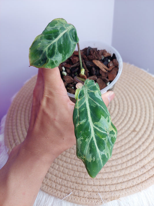 Philodendron Gloriosum Snow Leopard Variegated 1