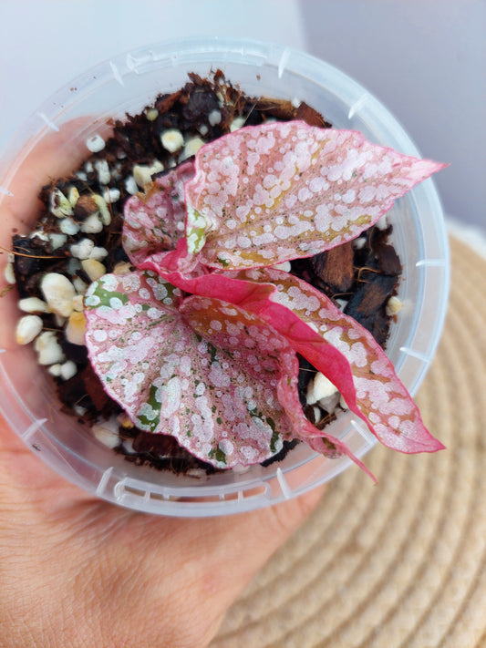 Begonia Snow Capped Variegated 1