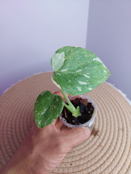 Monstera Thai Constellation 1