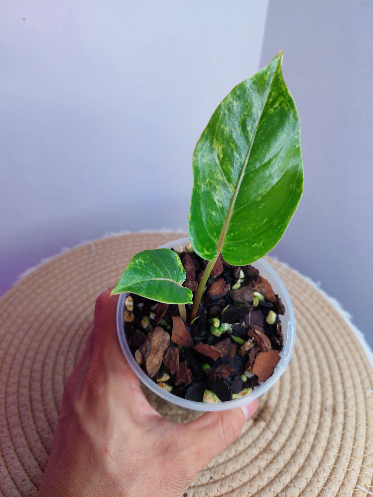 Anthurium Hookeri Variegated 1