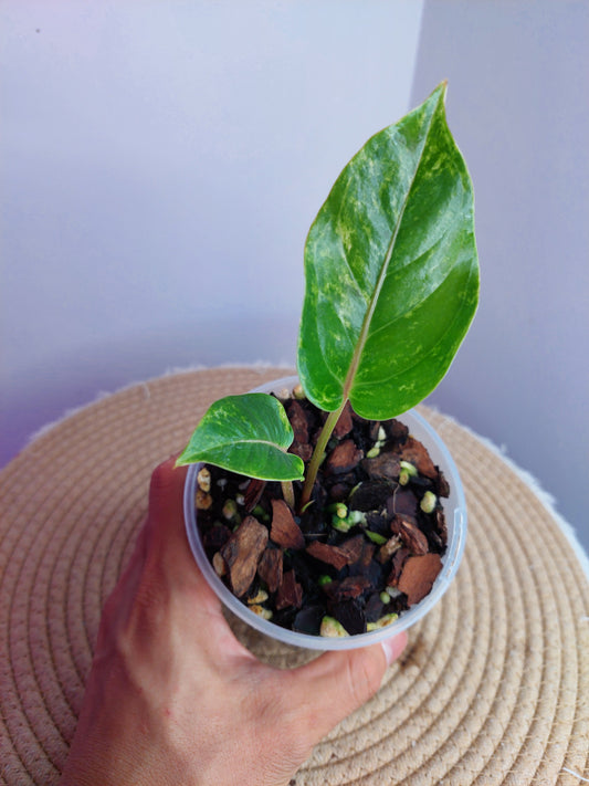 Anthurium Hookeri Variegated 1