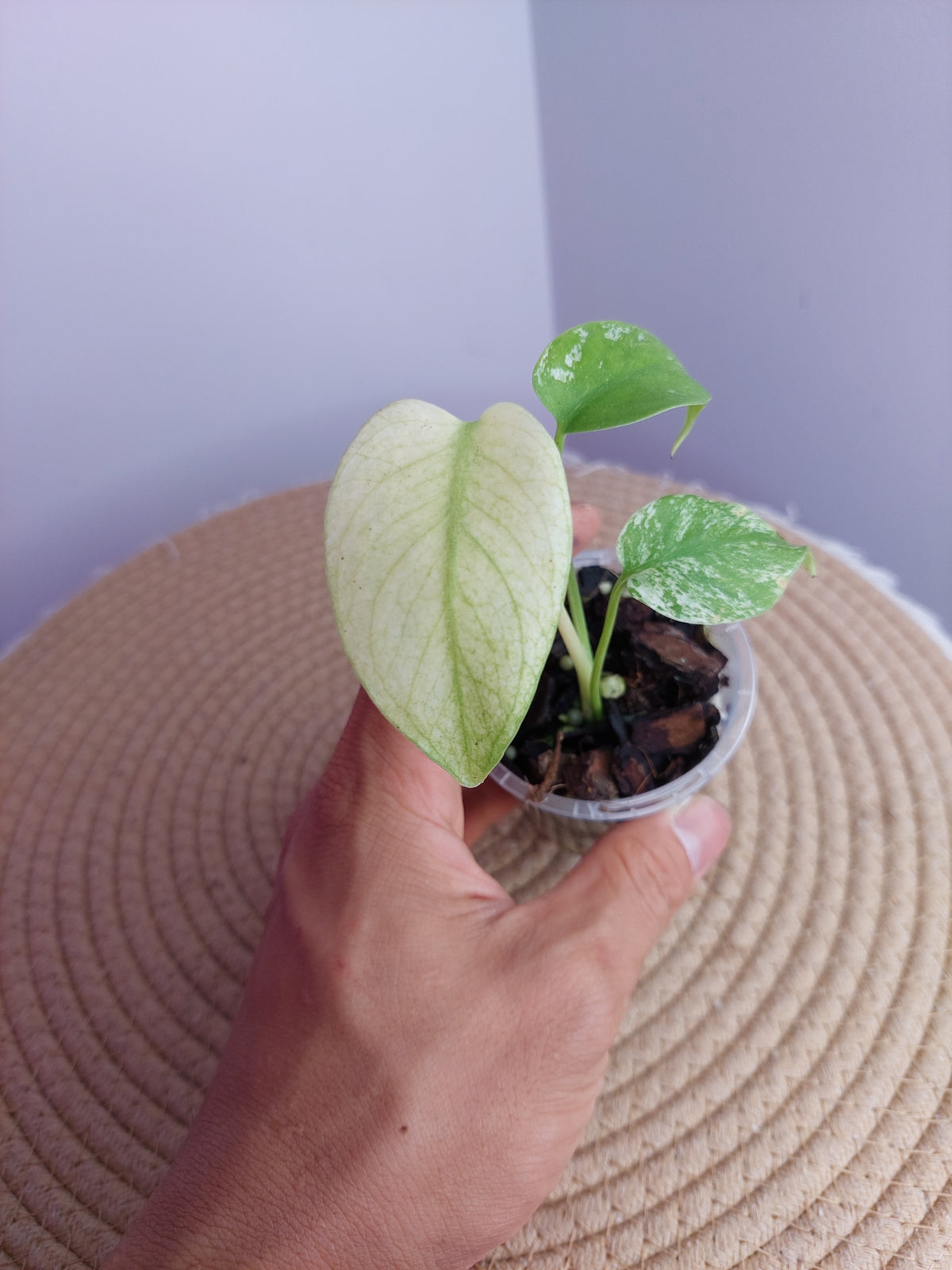Monstera White Monster 1