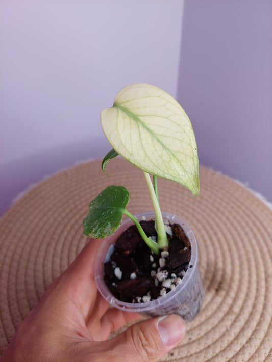 Monstera White Monster 2