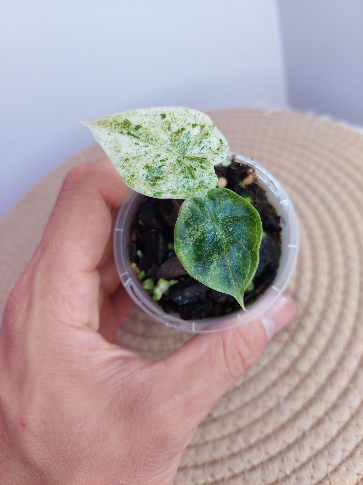 Alocasia Dragon Scale Mint 2