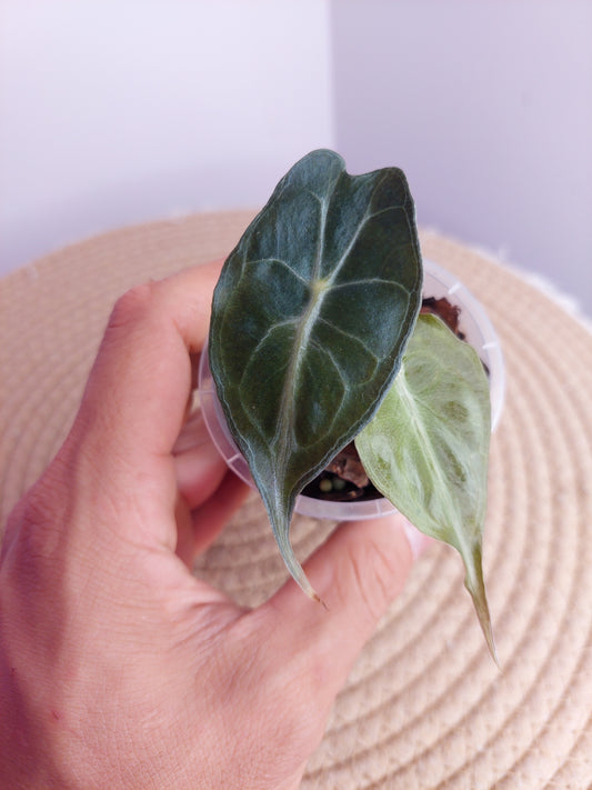 Alocasia Venom 1