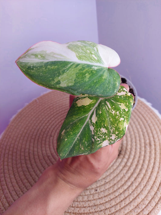 Philodendron Gloriosum Variegated 1