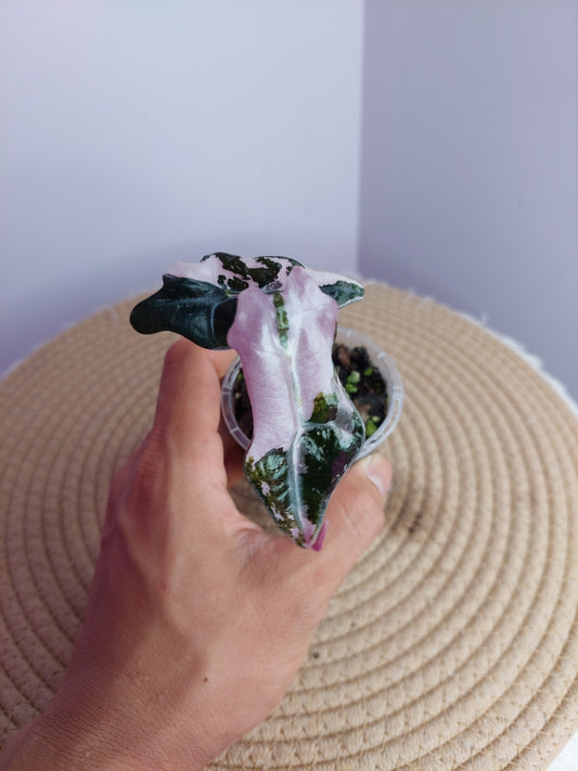 Alocasia Nobilis Pink Variegated 1