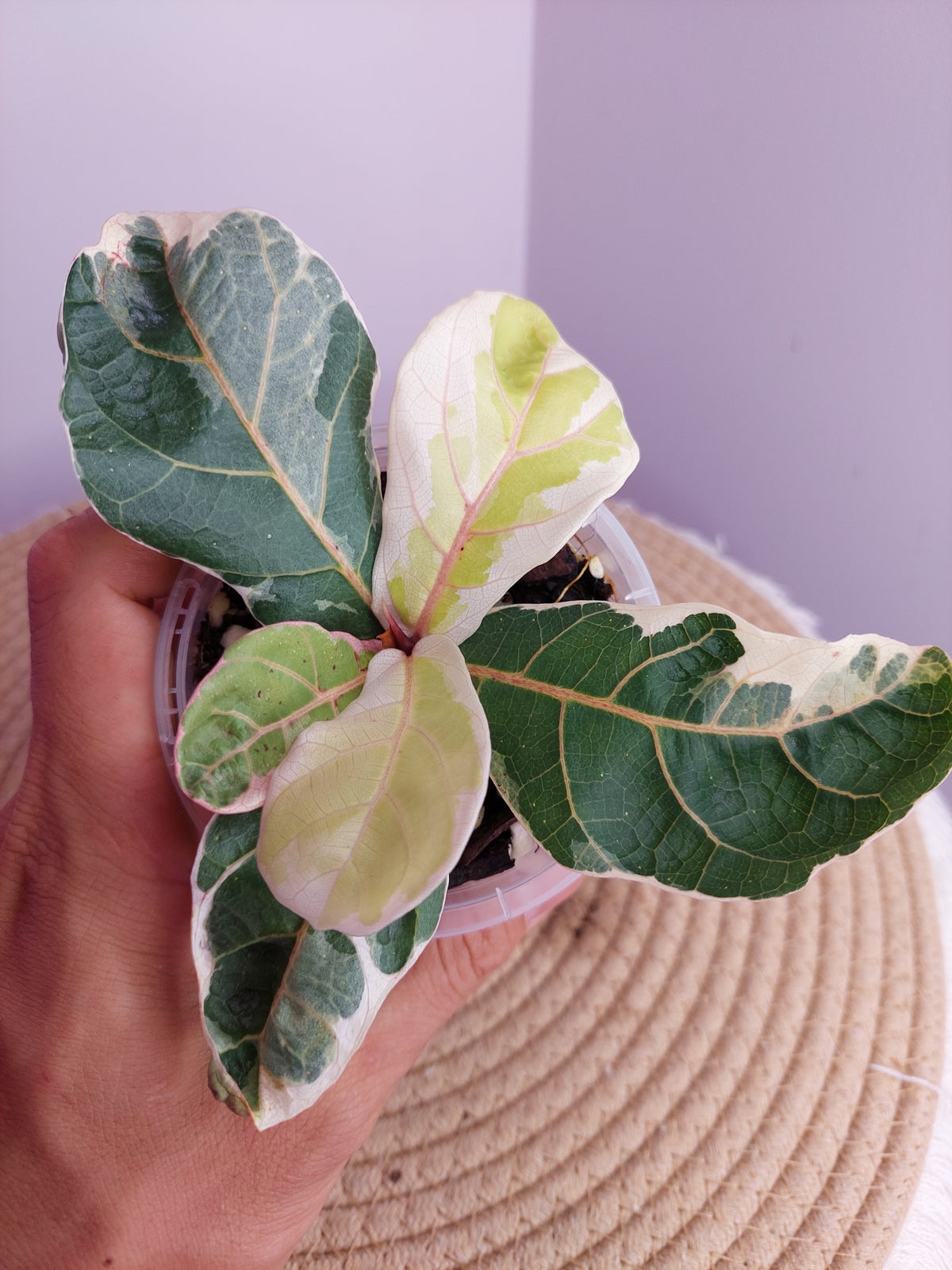 Ficus Lyrata Variegated 1