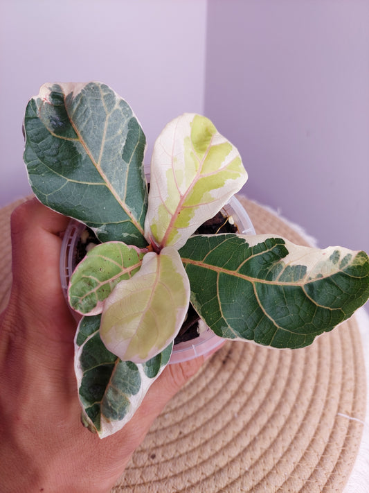Ficus Lyrata Variegated 1
