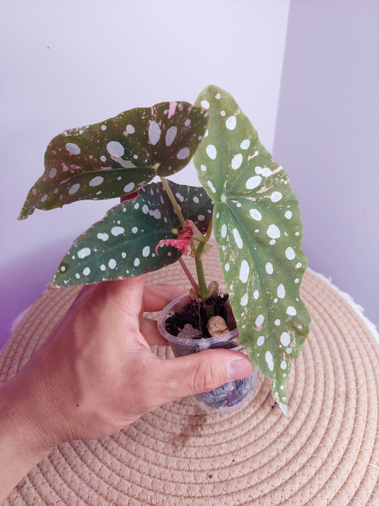 Begonia Maculata Pink Variegated 1