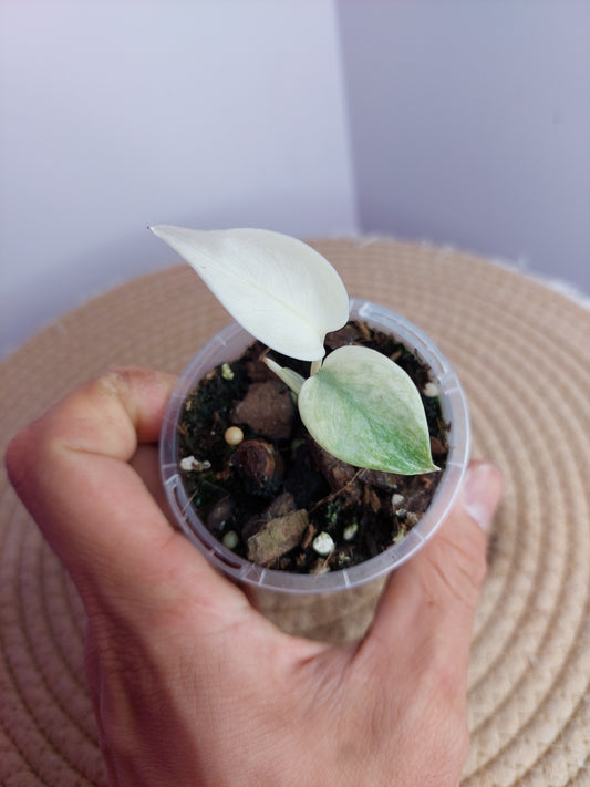 Monstera Full Mint 1