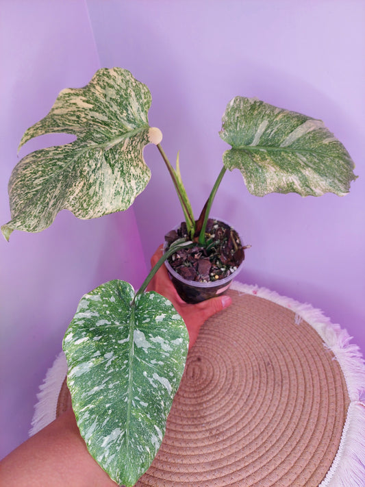 Monstera Thai Constellation Mutation variegated 1