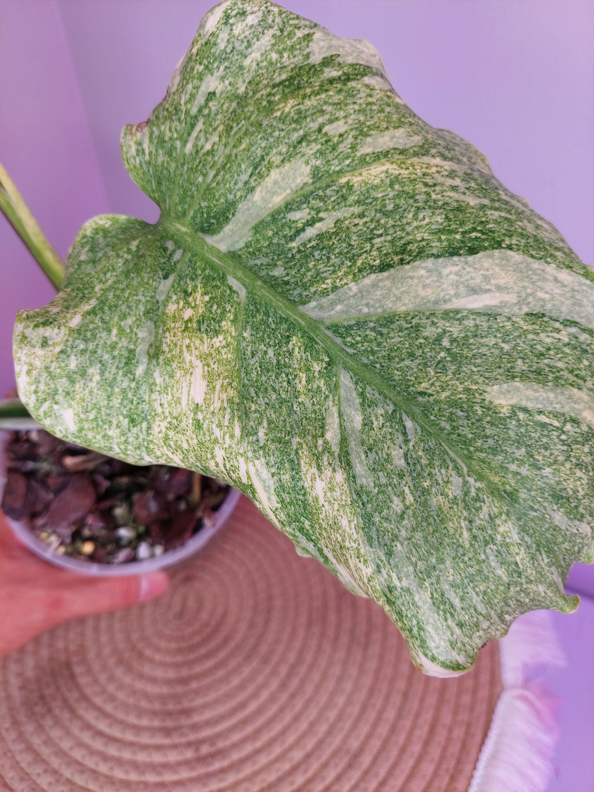 Monstera Thai Constellation Mutation variegated 1