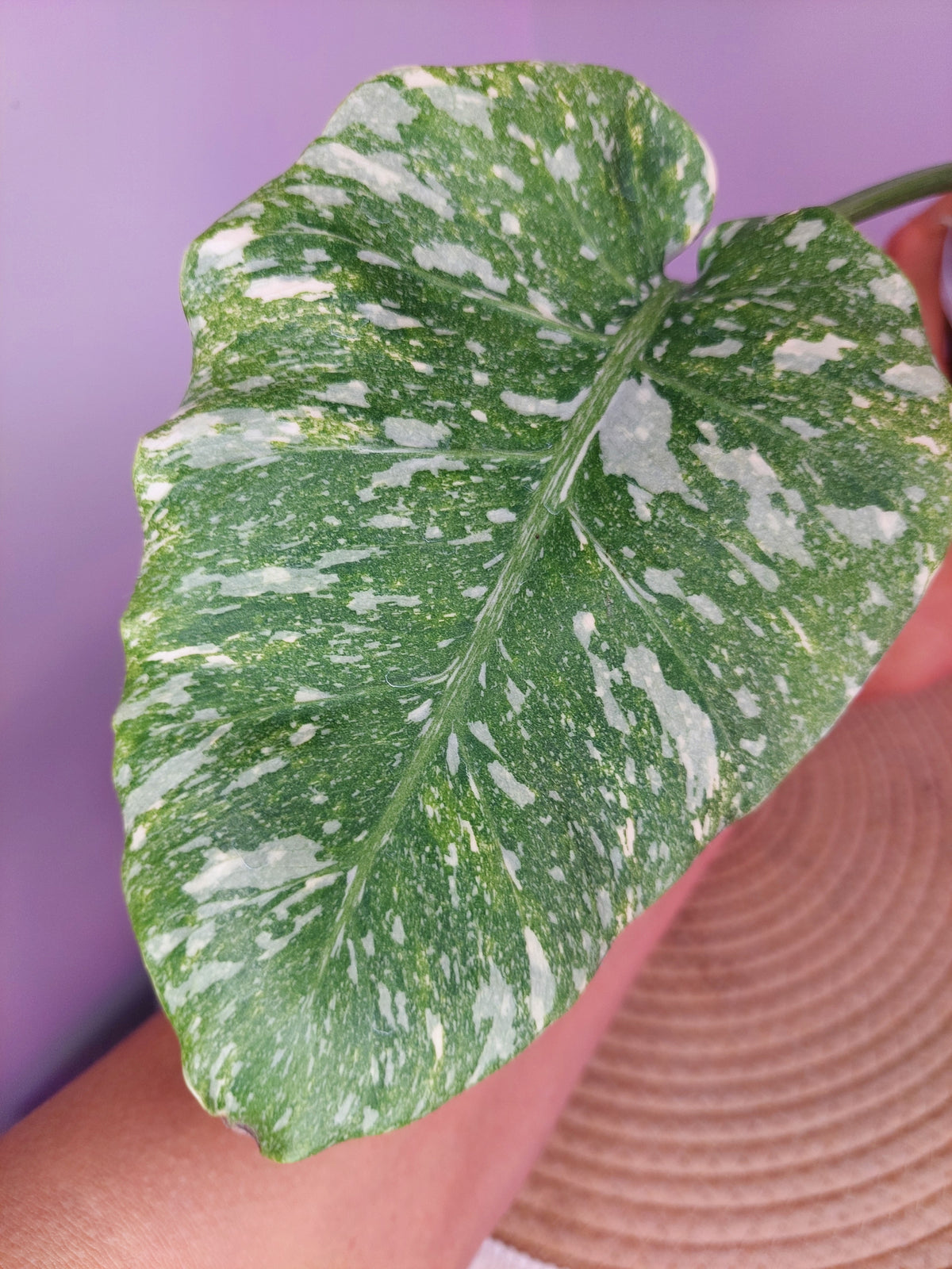 Monstera Thai Constellation Mutation variegated 1