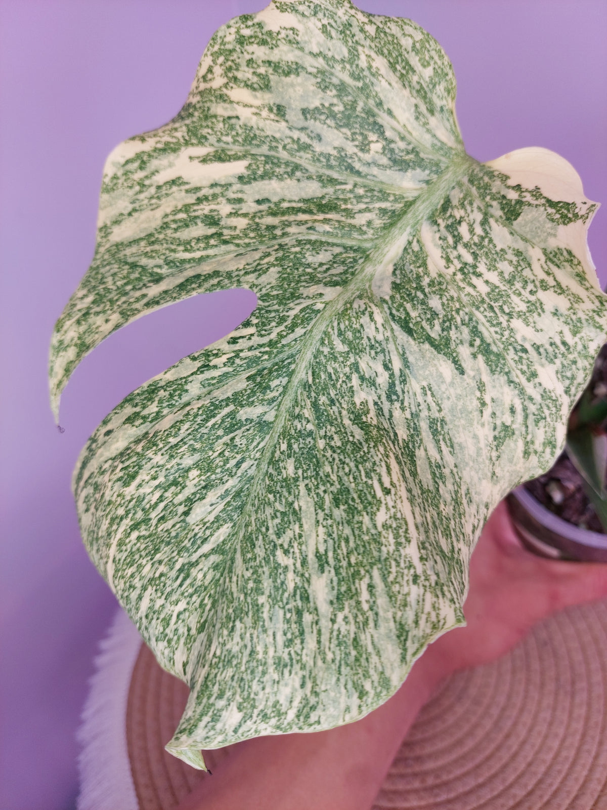 Monstera Thai Constellation Mutation variegated 1