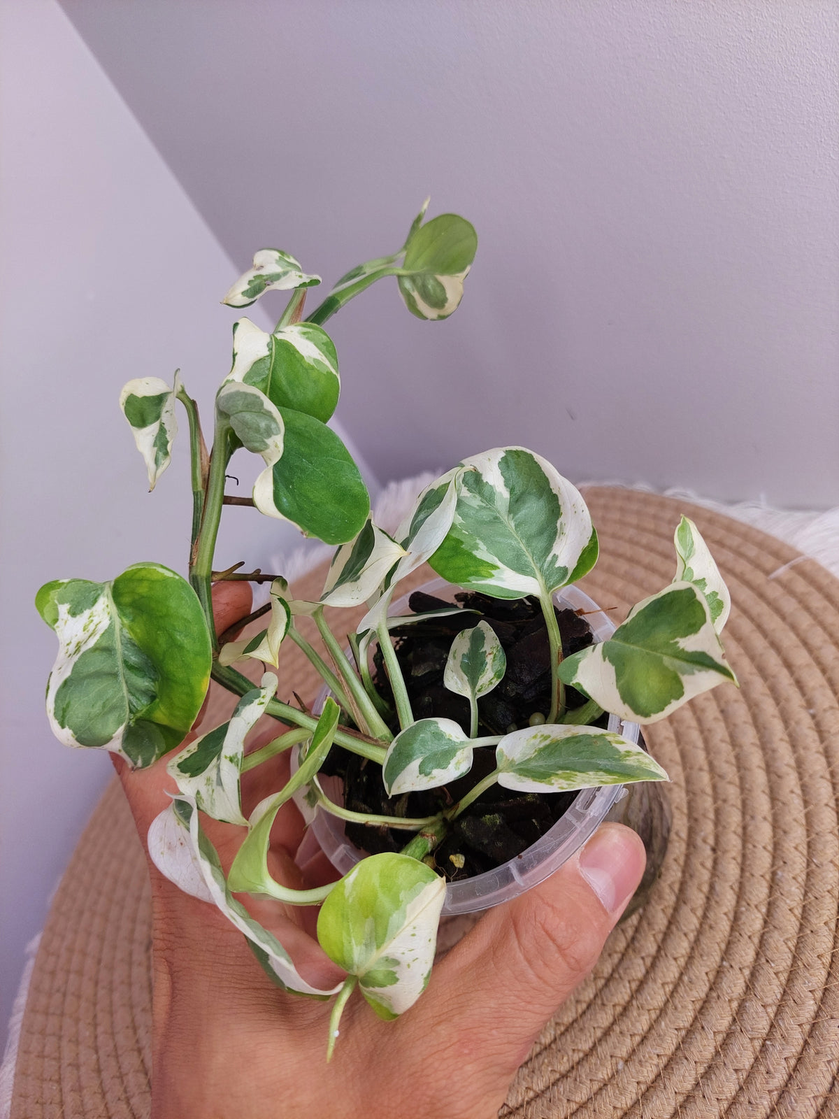N’joy Pothos -1