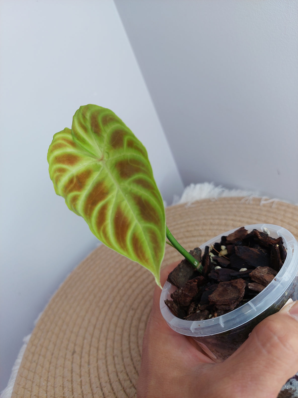 Philodendron Verrucosum - 1