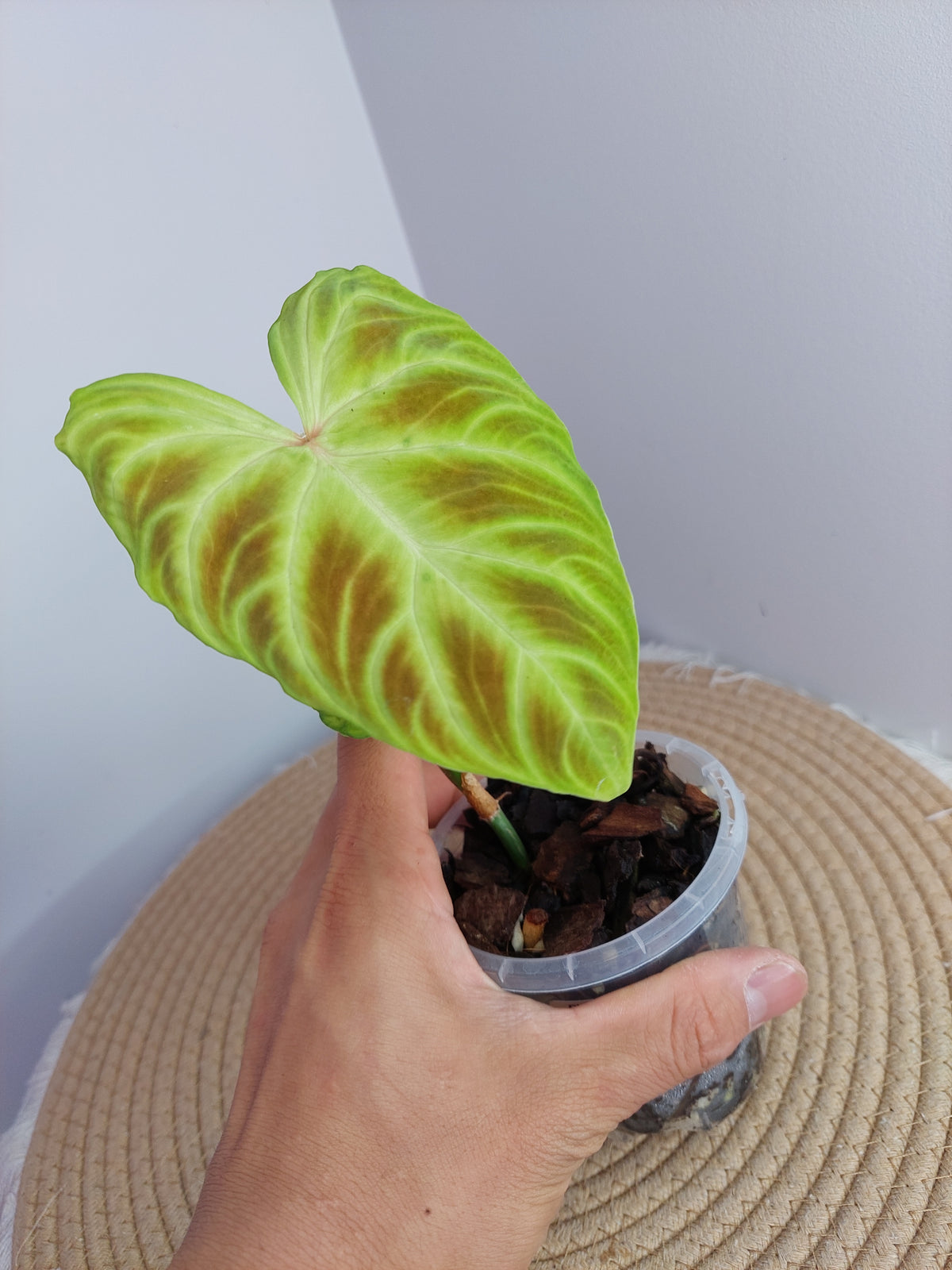 Philodendron Verrucosum - 2