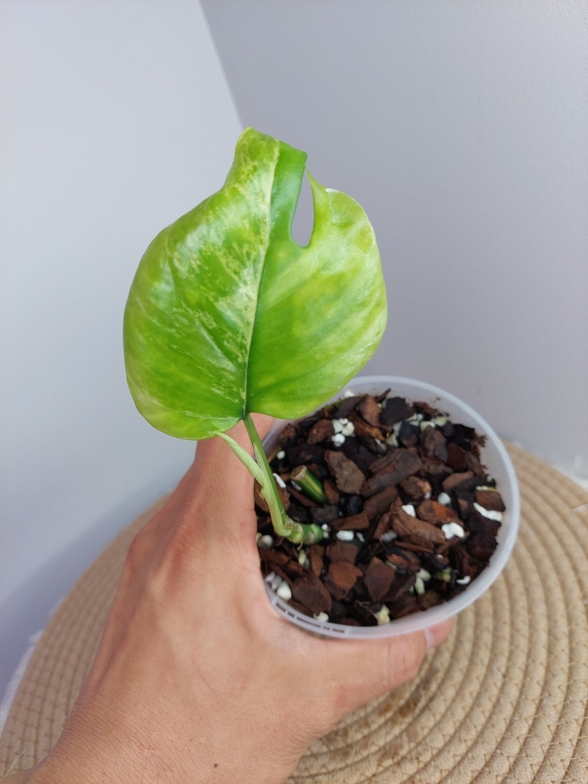 Minima Albo(Rhaphidophora Tetrasperma) Variegated -1