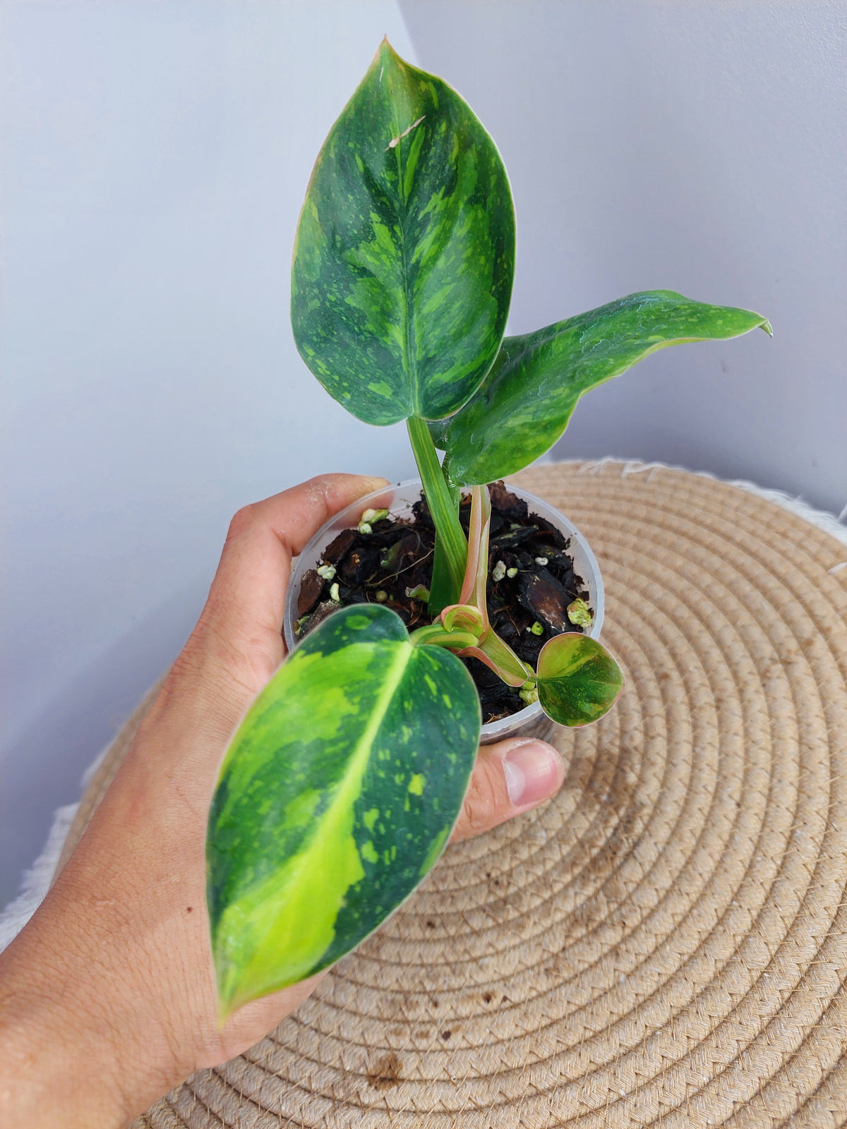 Philodendron Green Congo(Nuclear Congo) Variegated - 1