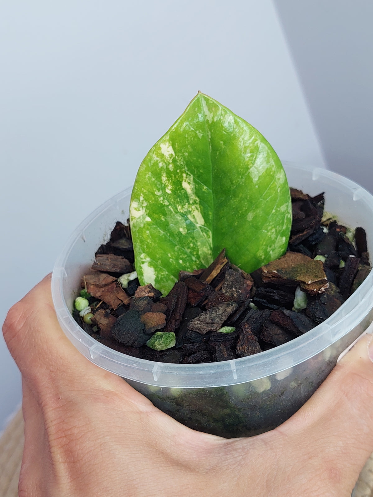 ZZ plant variegated -4