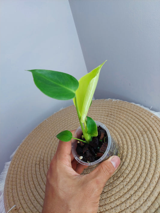 Monstera Lemon Lime -1