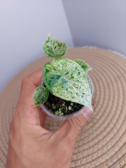 Alocasia Dragon Scale Mint -2