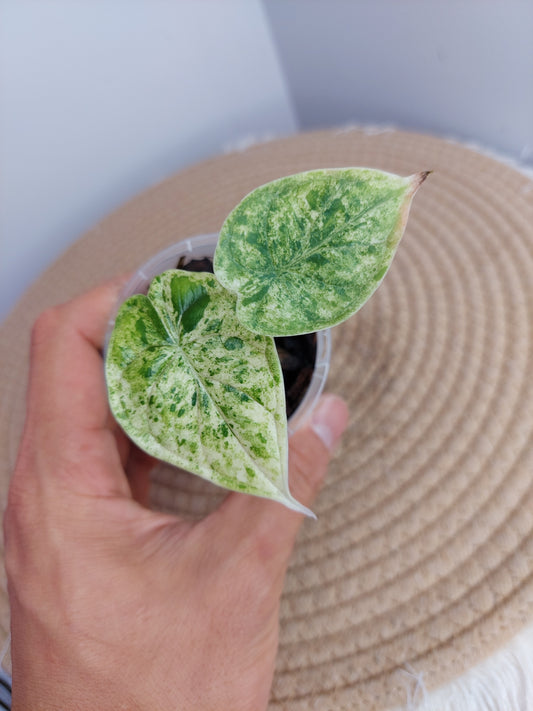 Alocasia Dragon Scale Mint -3