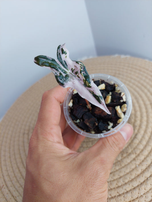 Alocasia Nobilis Pink Variegated -1