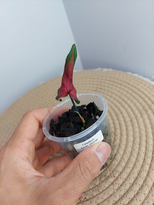 Caladium Exotic Dancer -1